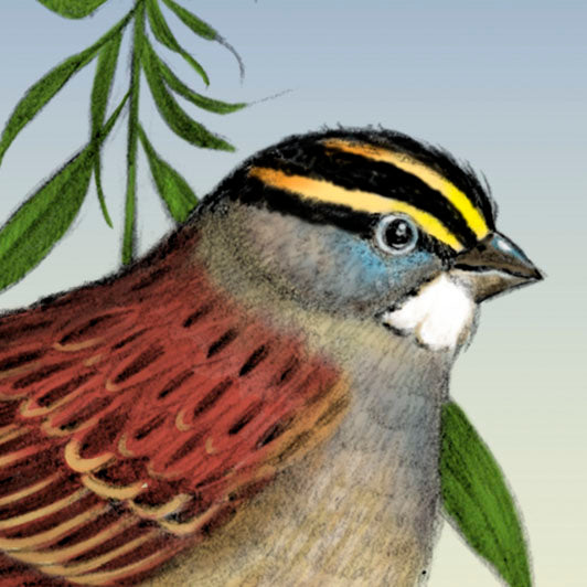 White-throated Sparrow