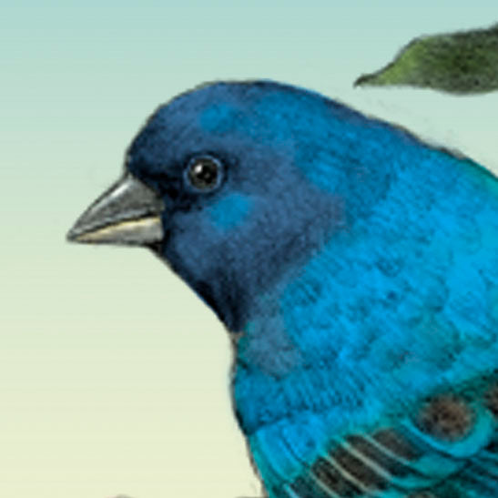 Indigo Bunting