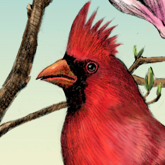 Male Cardinal