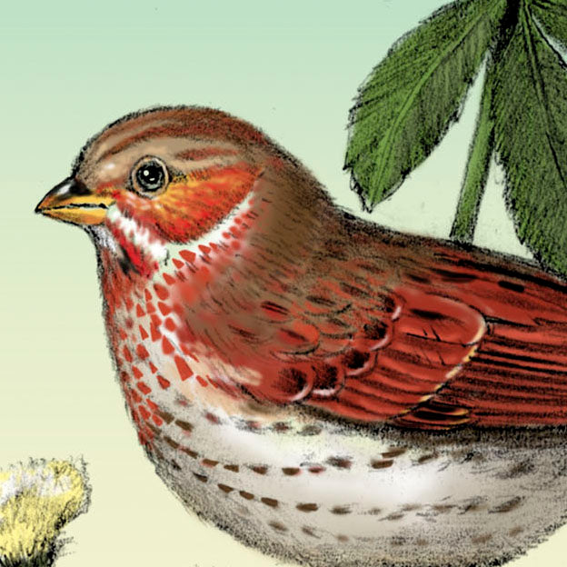 Fox Sparrow