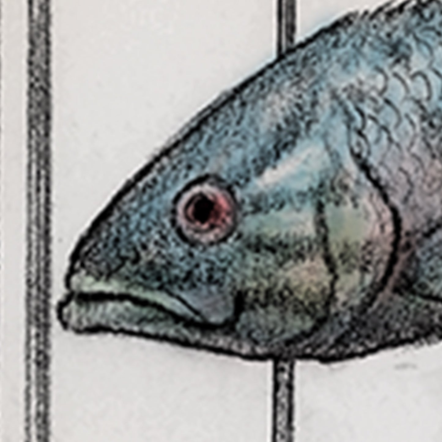 Fish Cage