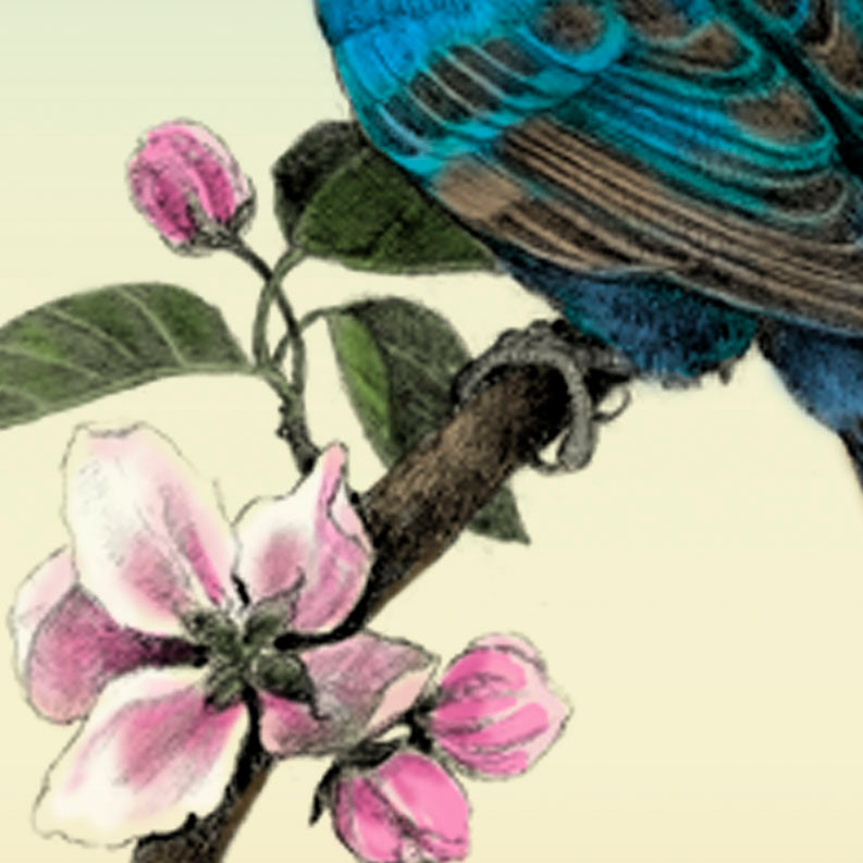 Indigo Bunting