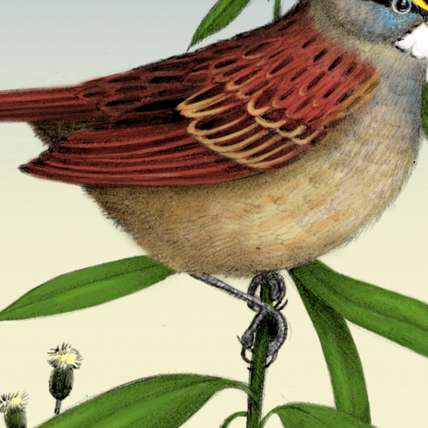 White-throated Sparrow