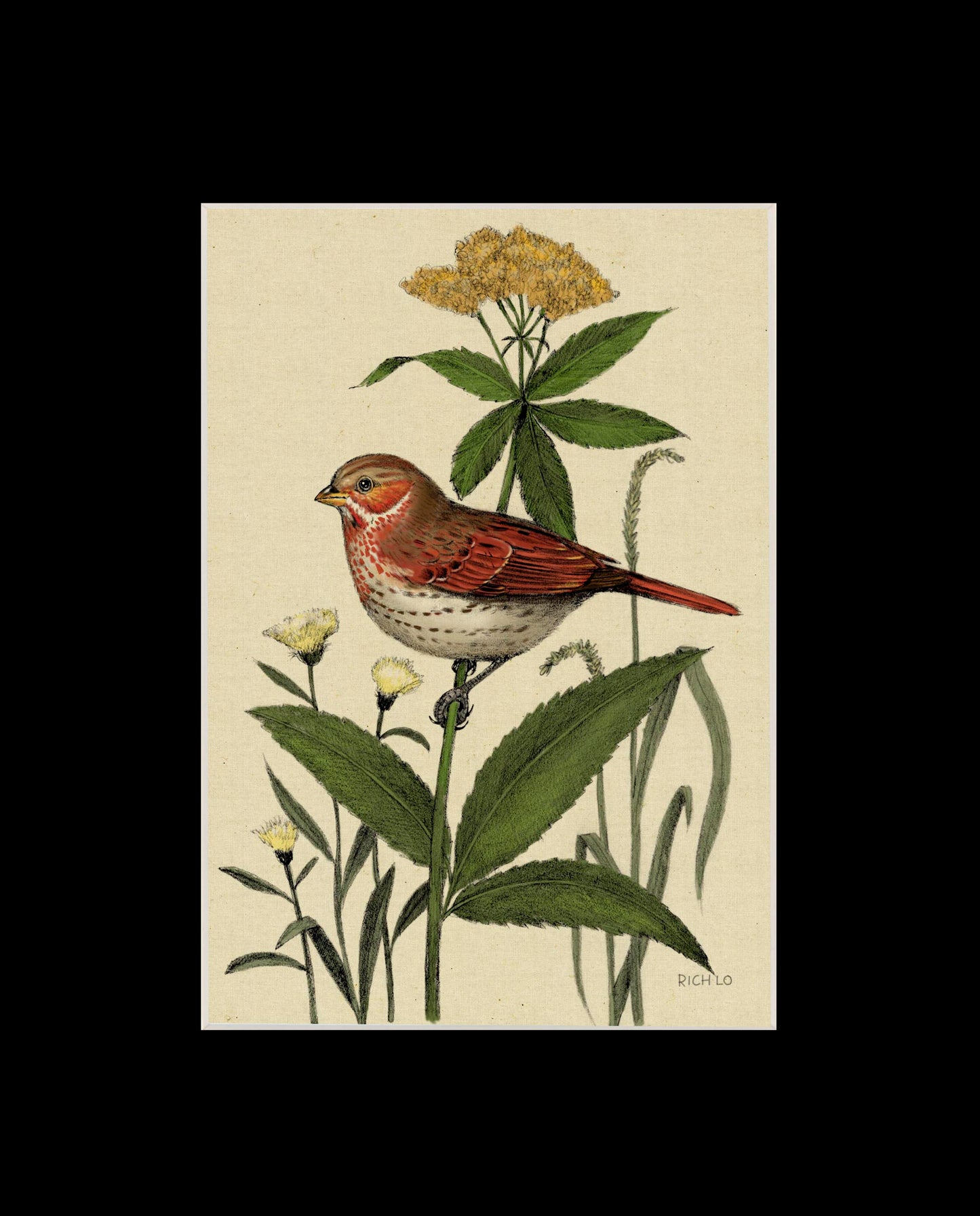 Fox Sparrow