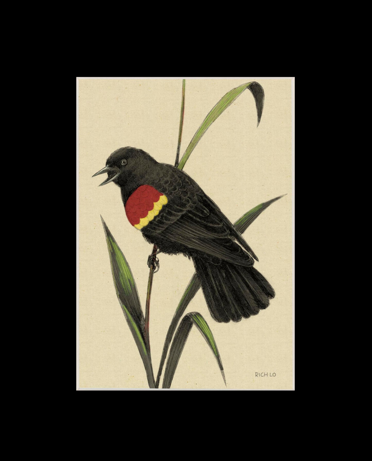 Red-winged Blackbird