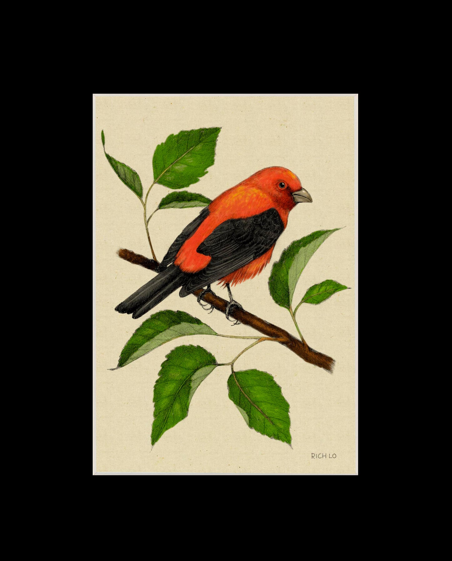 Scarlet Tanager