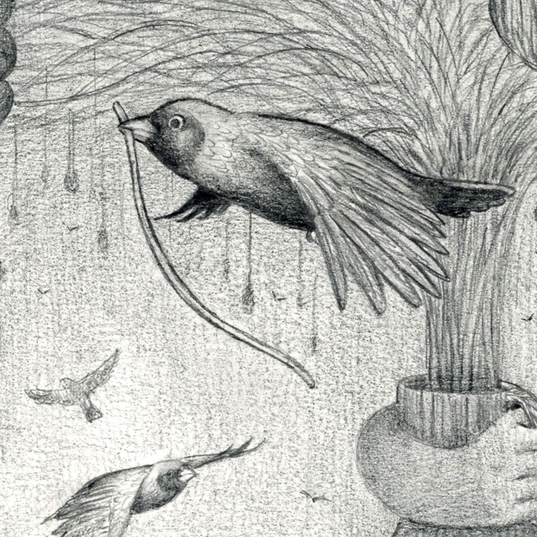 Bird Nests