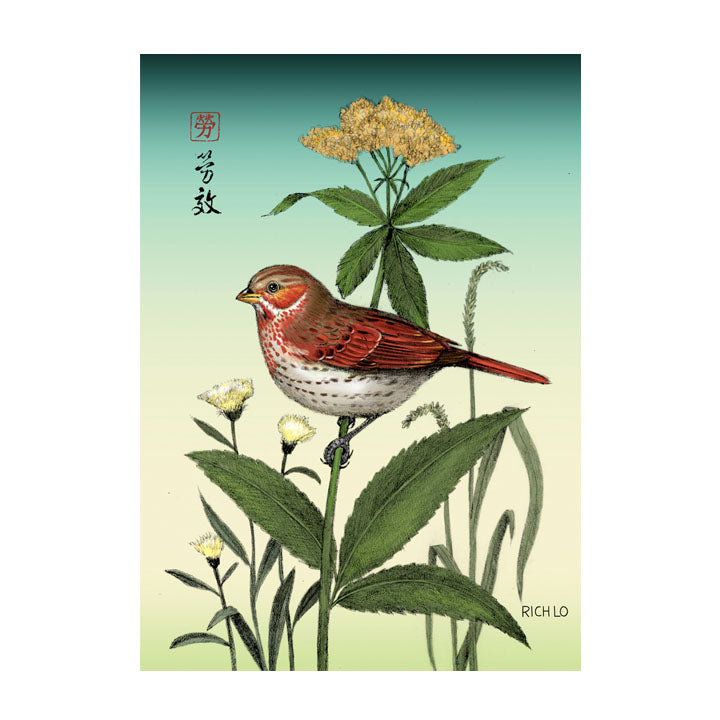 Fox Sparrow
