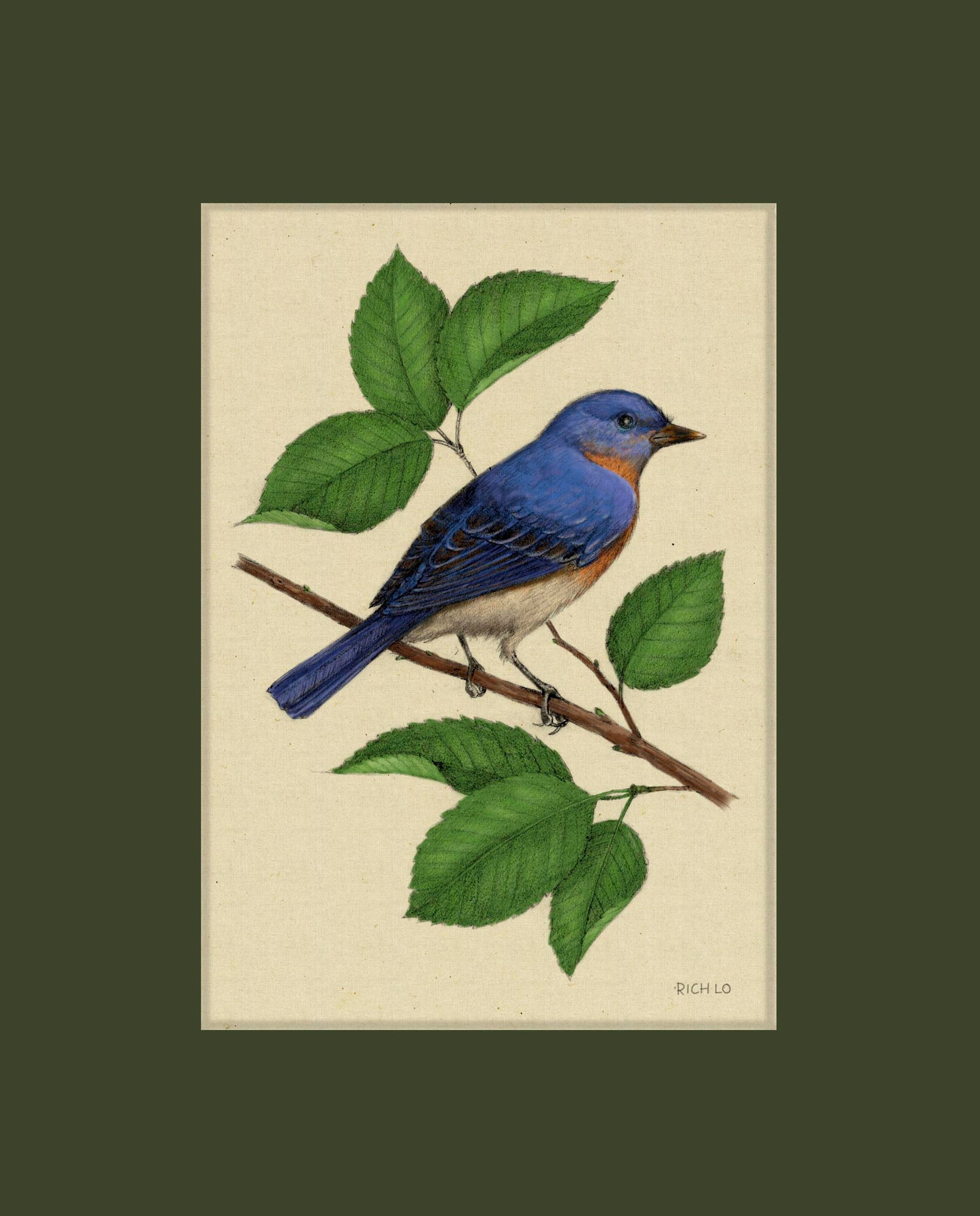 Eastern Bluebird