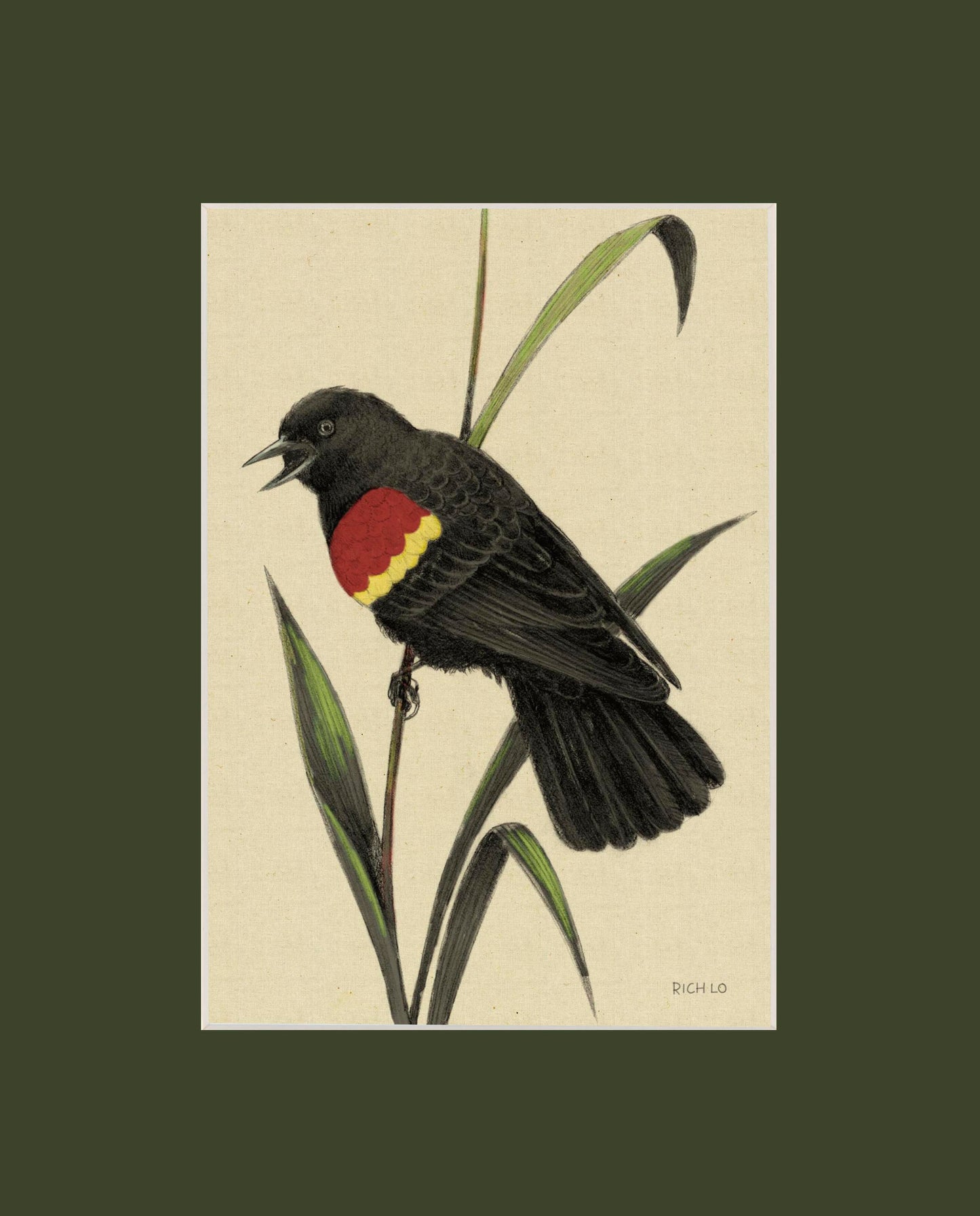 Red-winged Blackbird