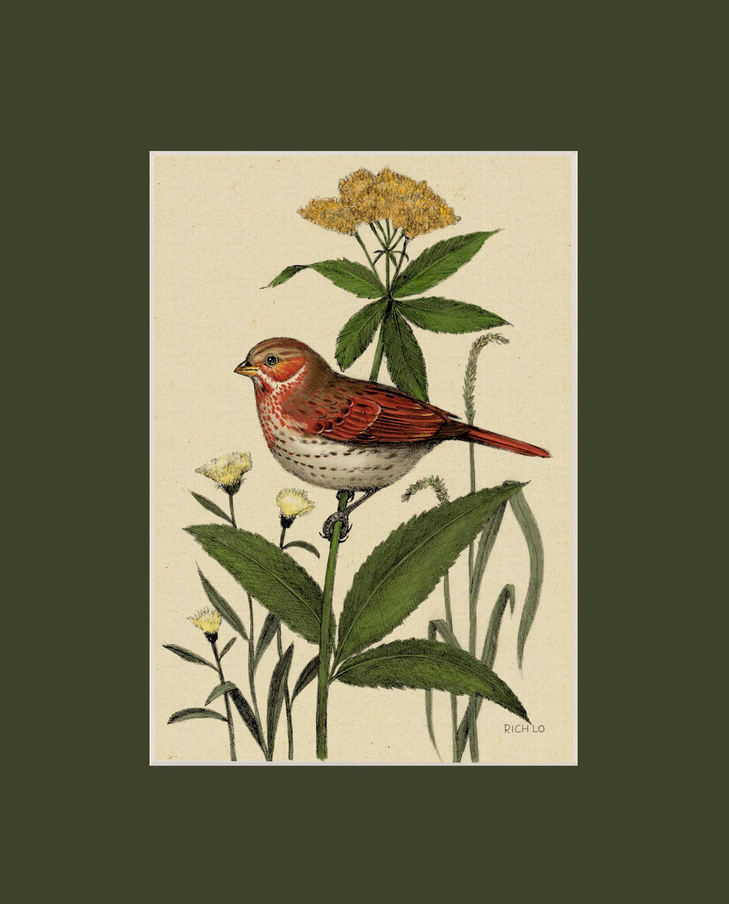 Fox Sparrow
