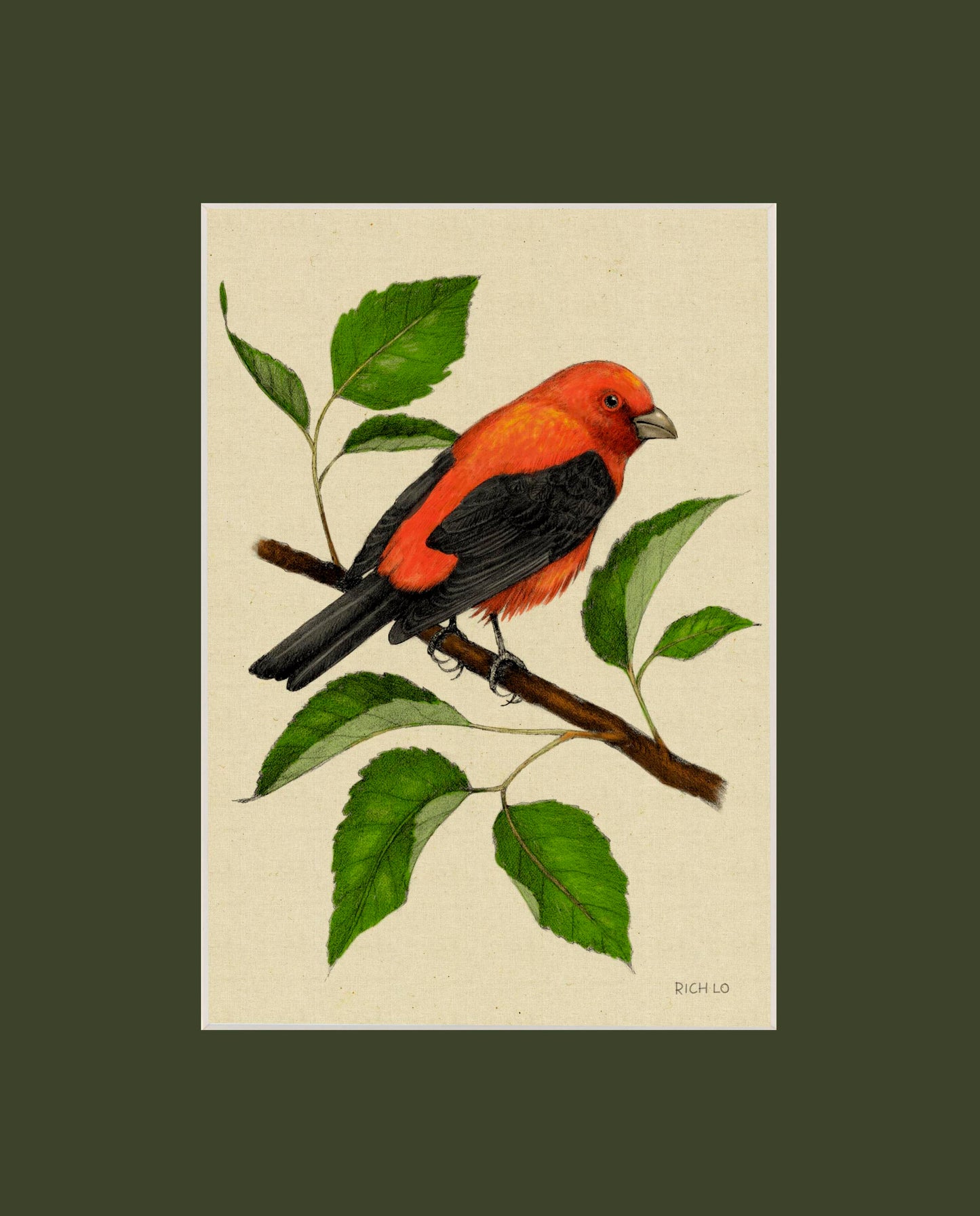 Scarlet Tanager