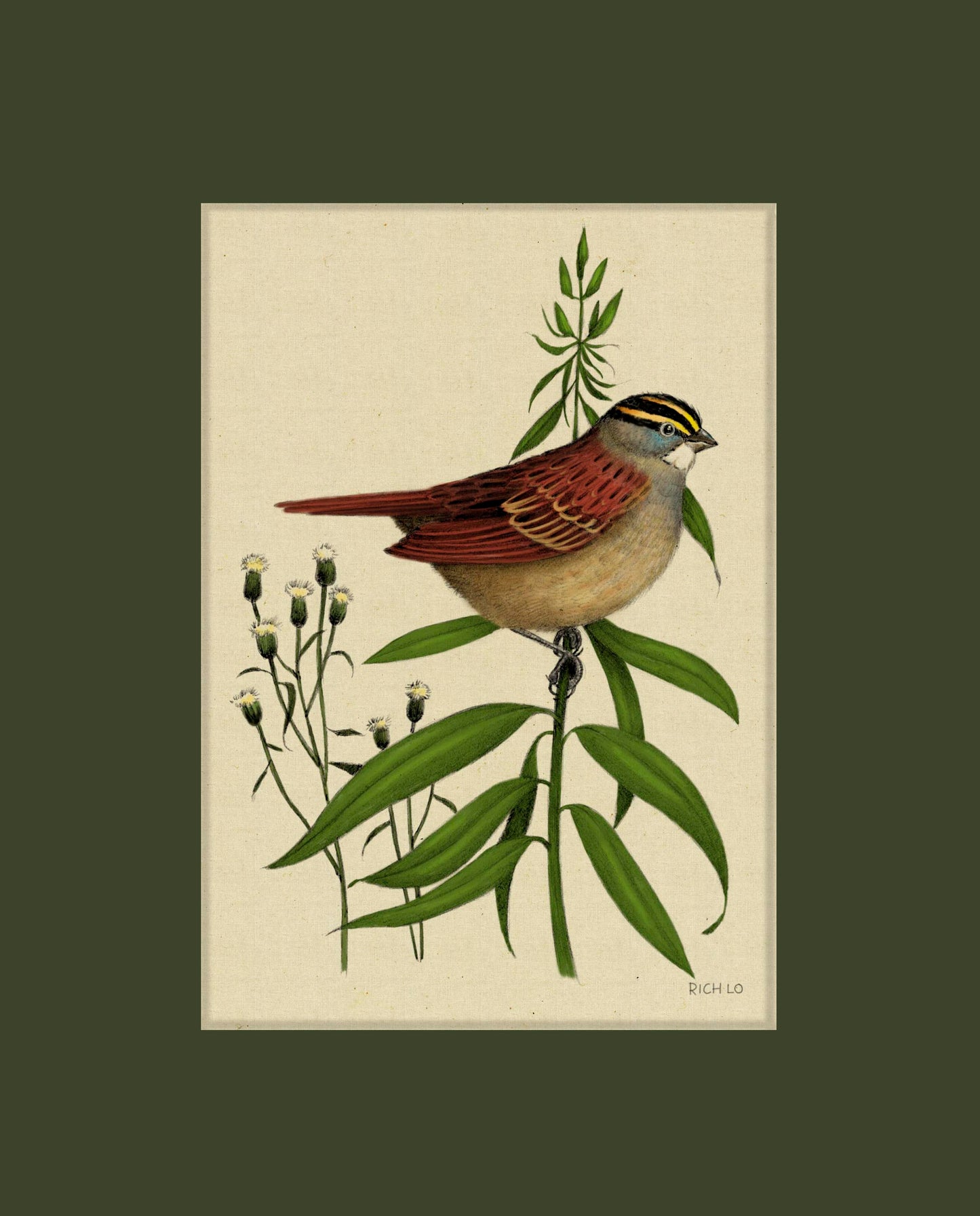 White-throated Sparrow