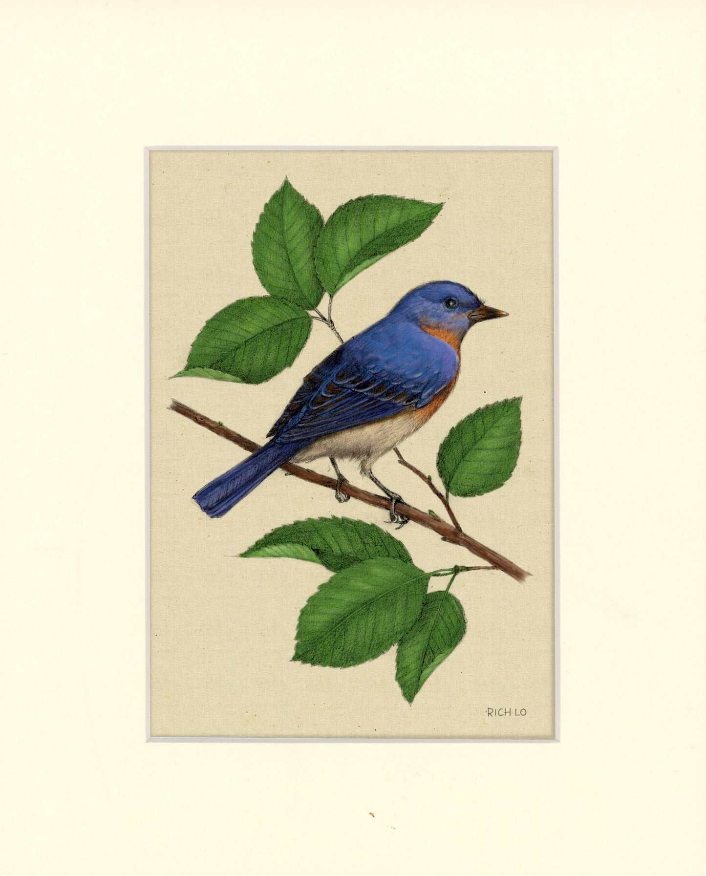 Eastern Bluebird