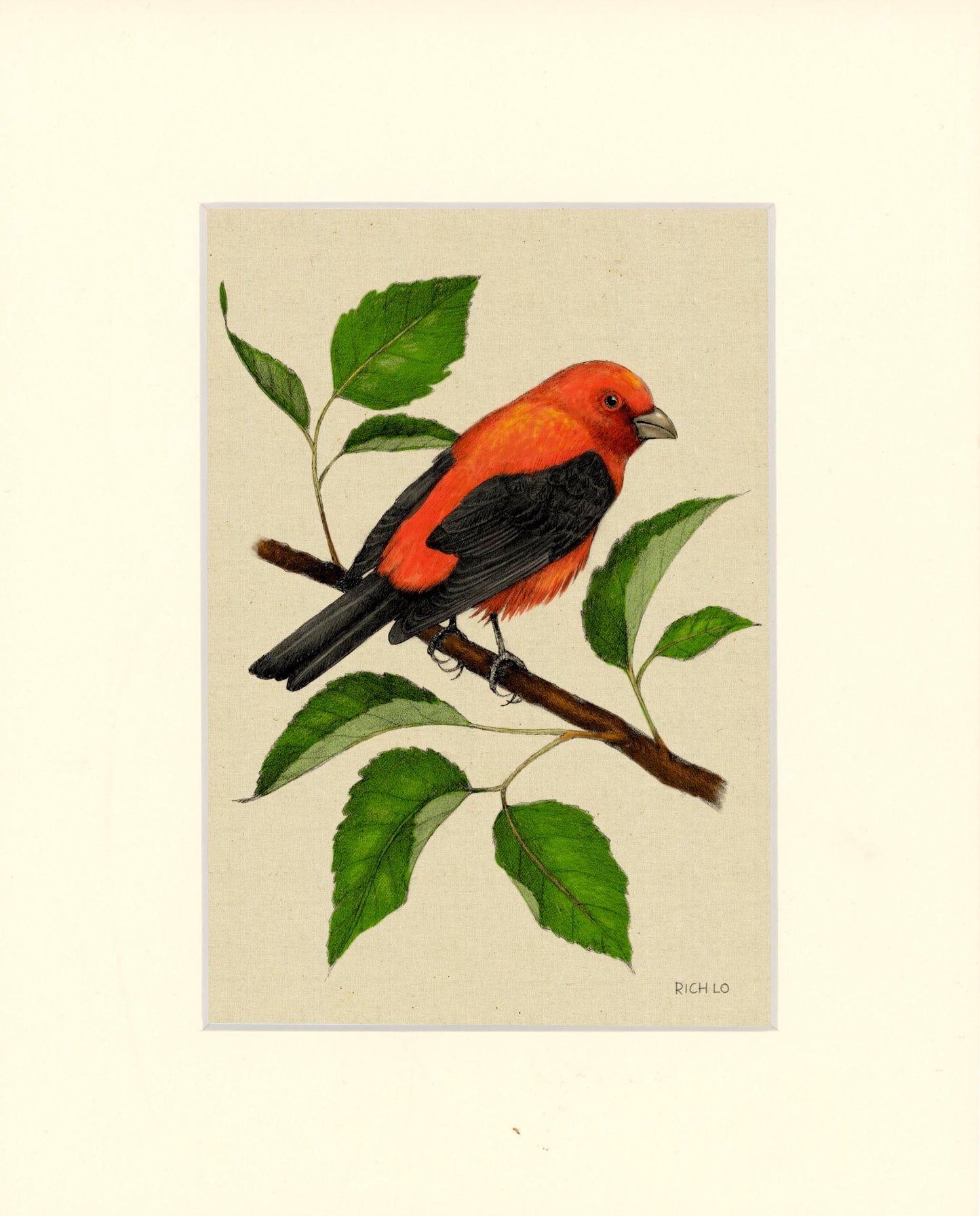 Scarlet Tanager