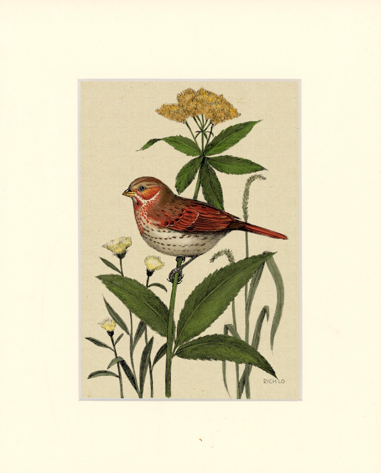 Fox Sparrow