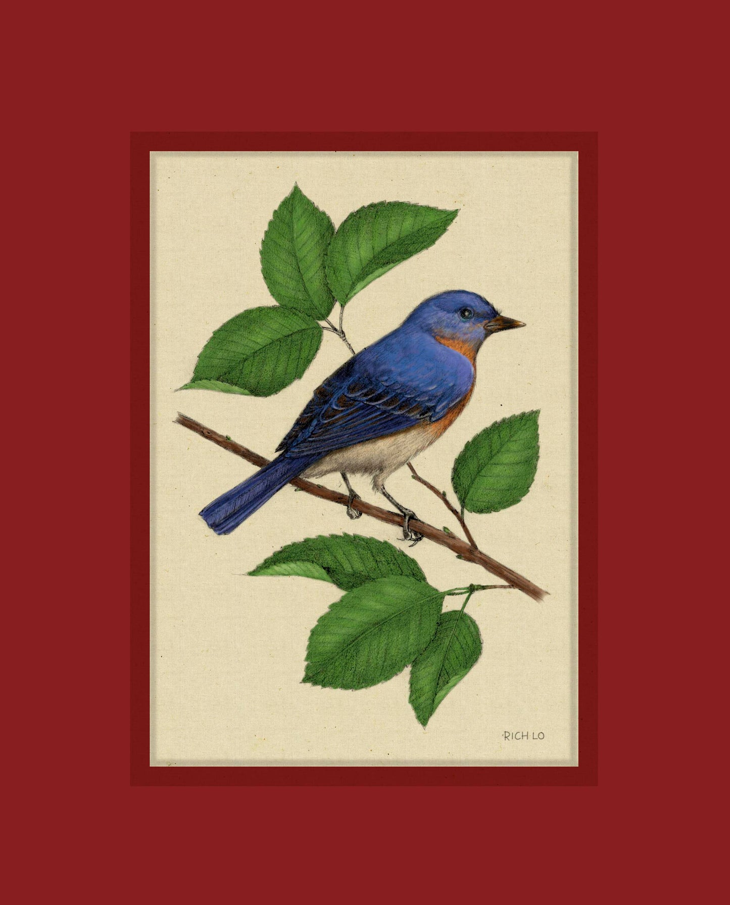 Eastern Bluebird