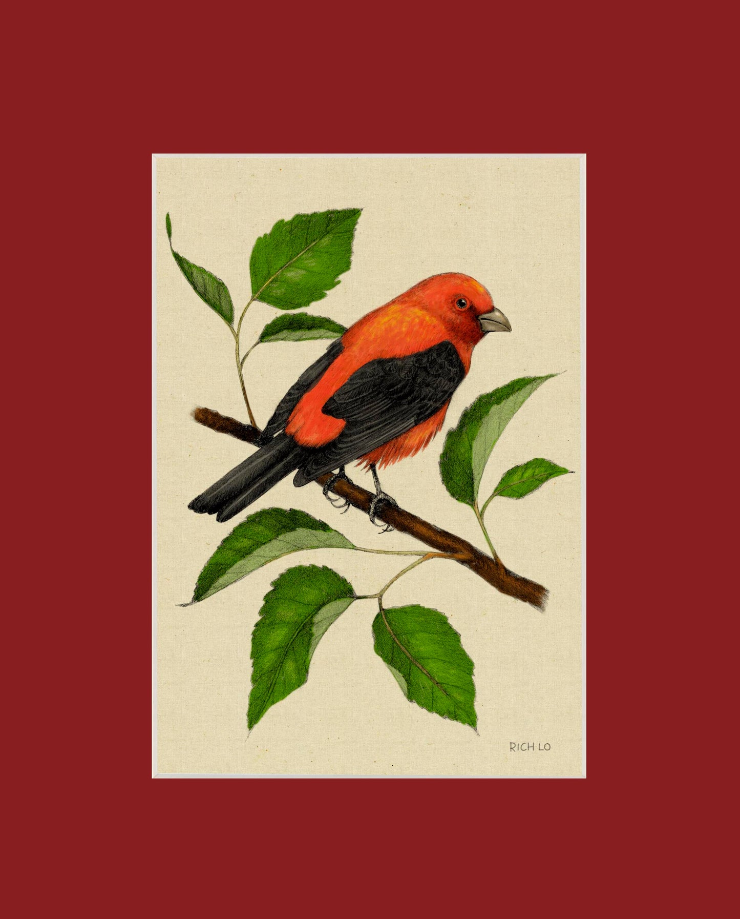 Scarlet Tanager
