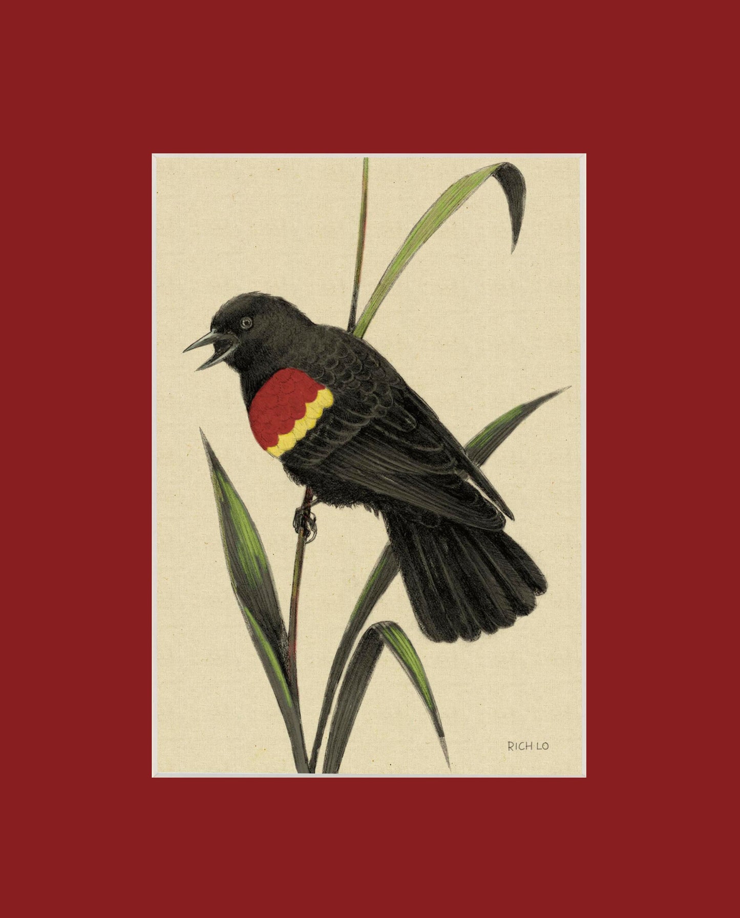 Red-winged Blackbird