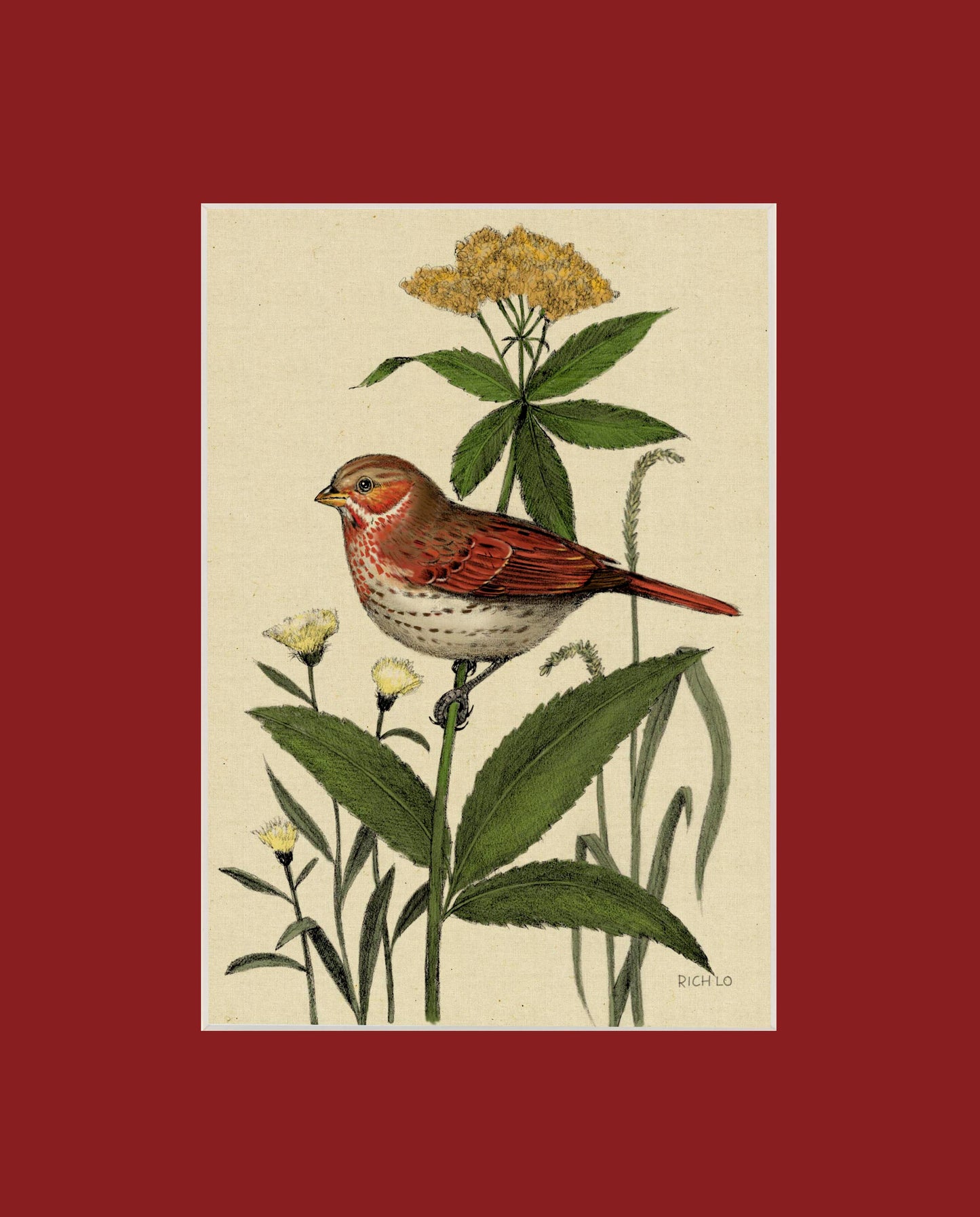 Fox Sparrow