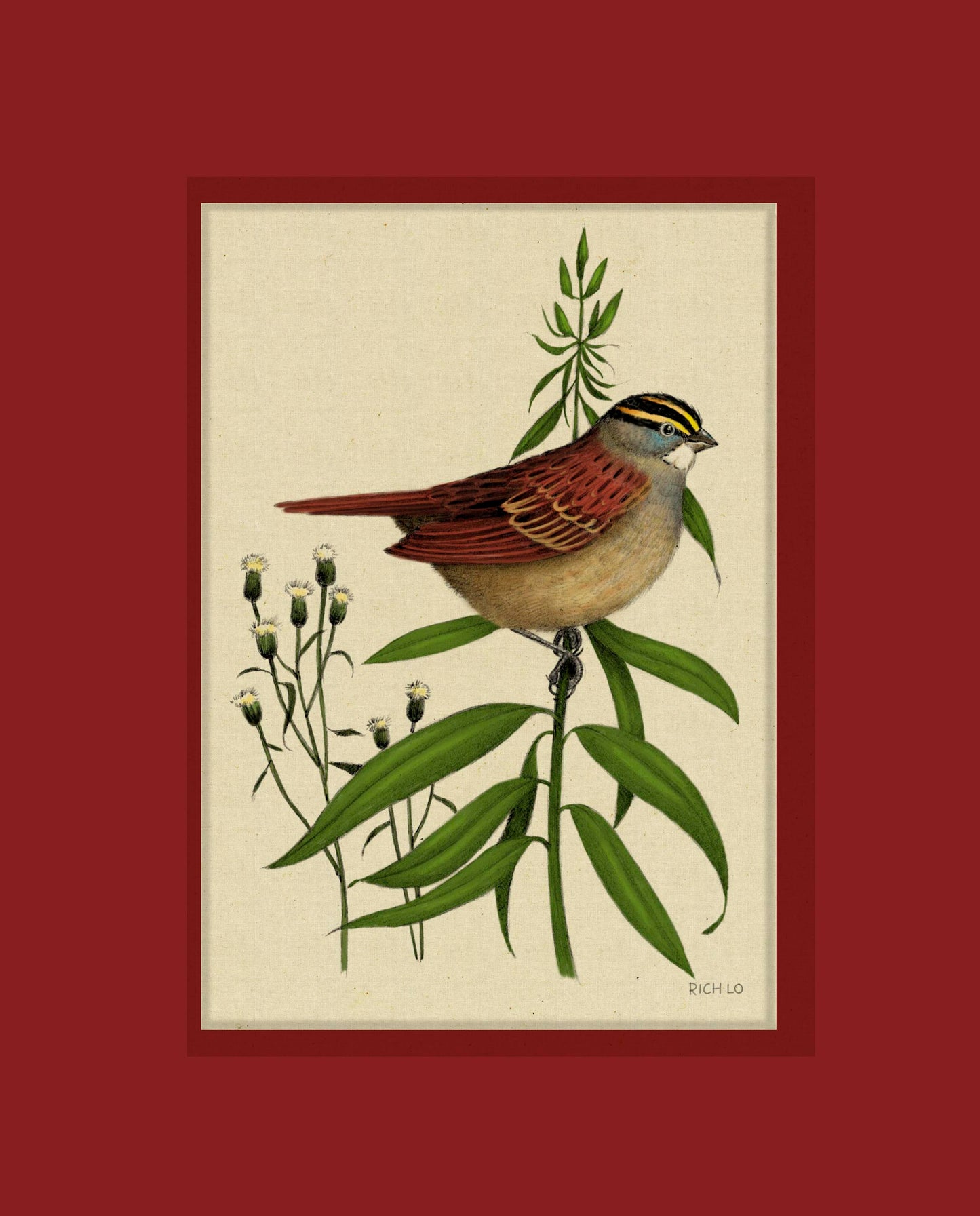 White-throated Sparrow