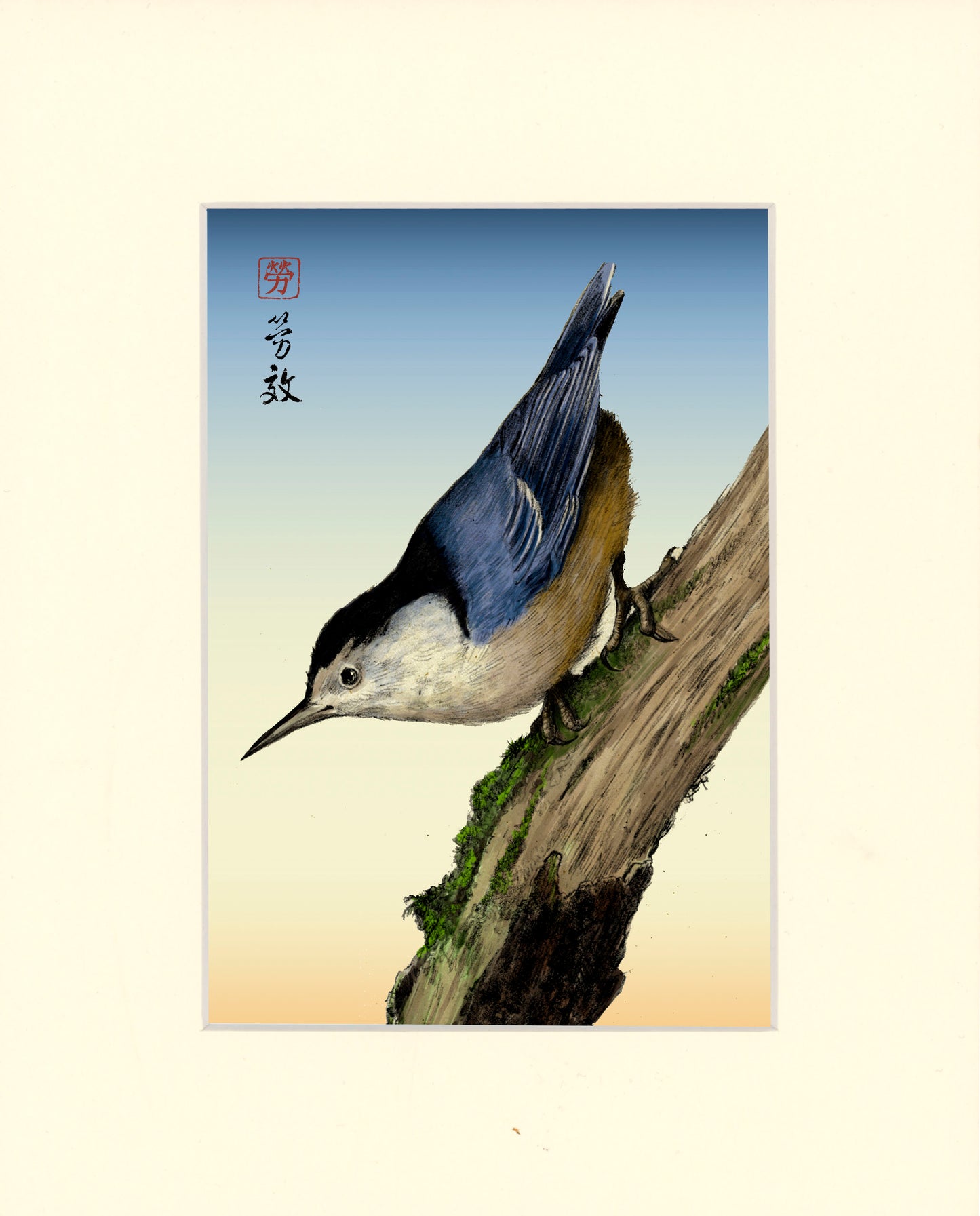 White-breasted Nuthatch