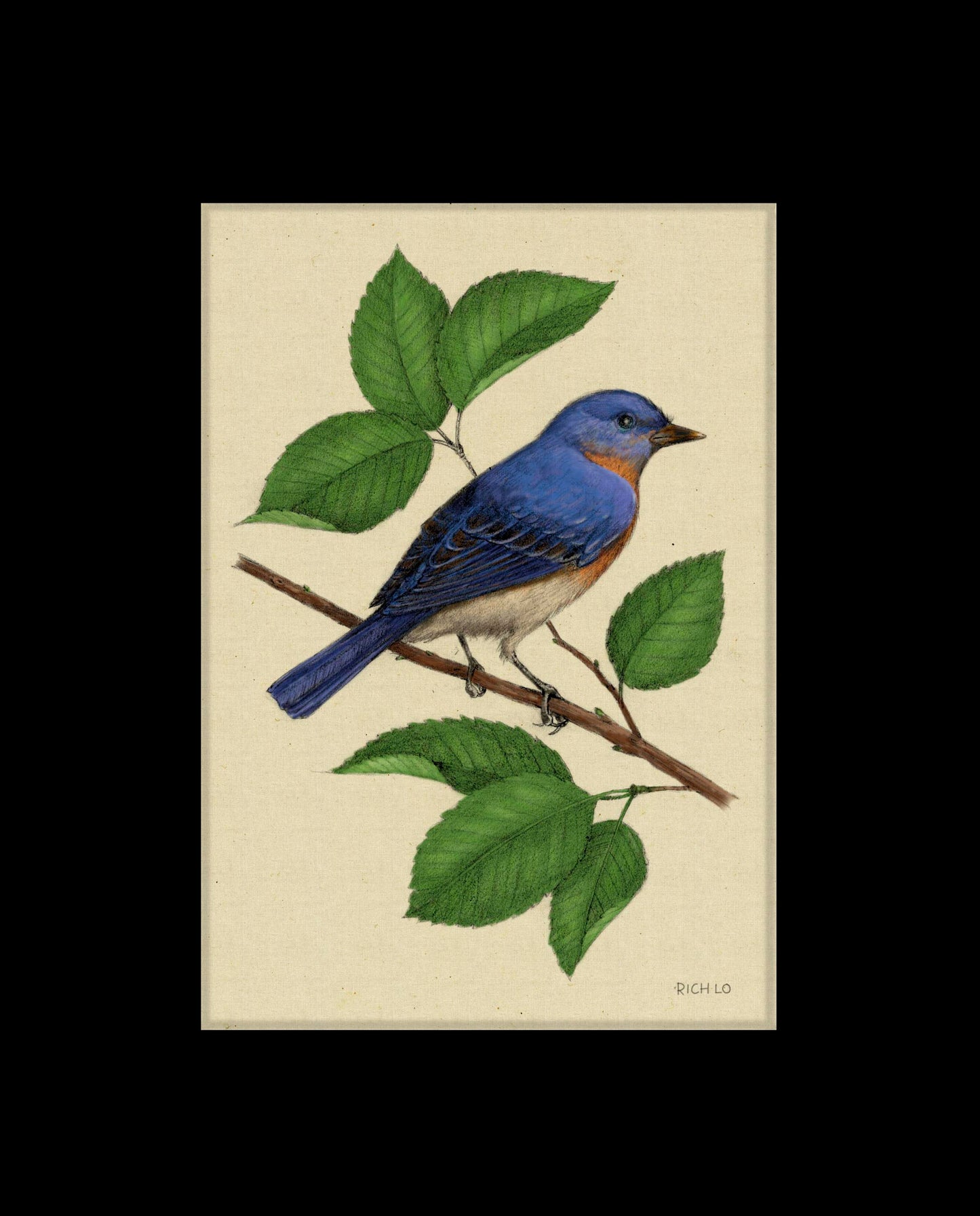 Eastern Bluebird