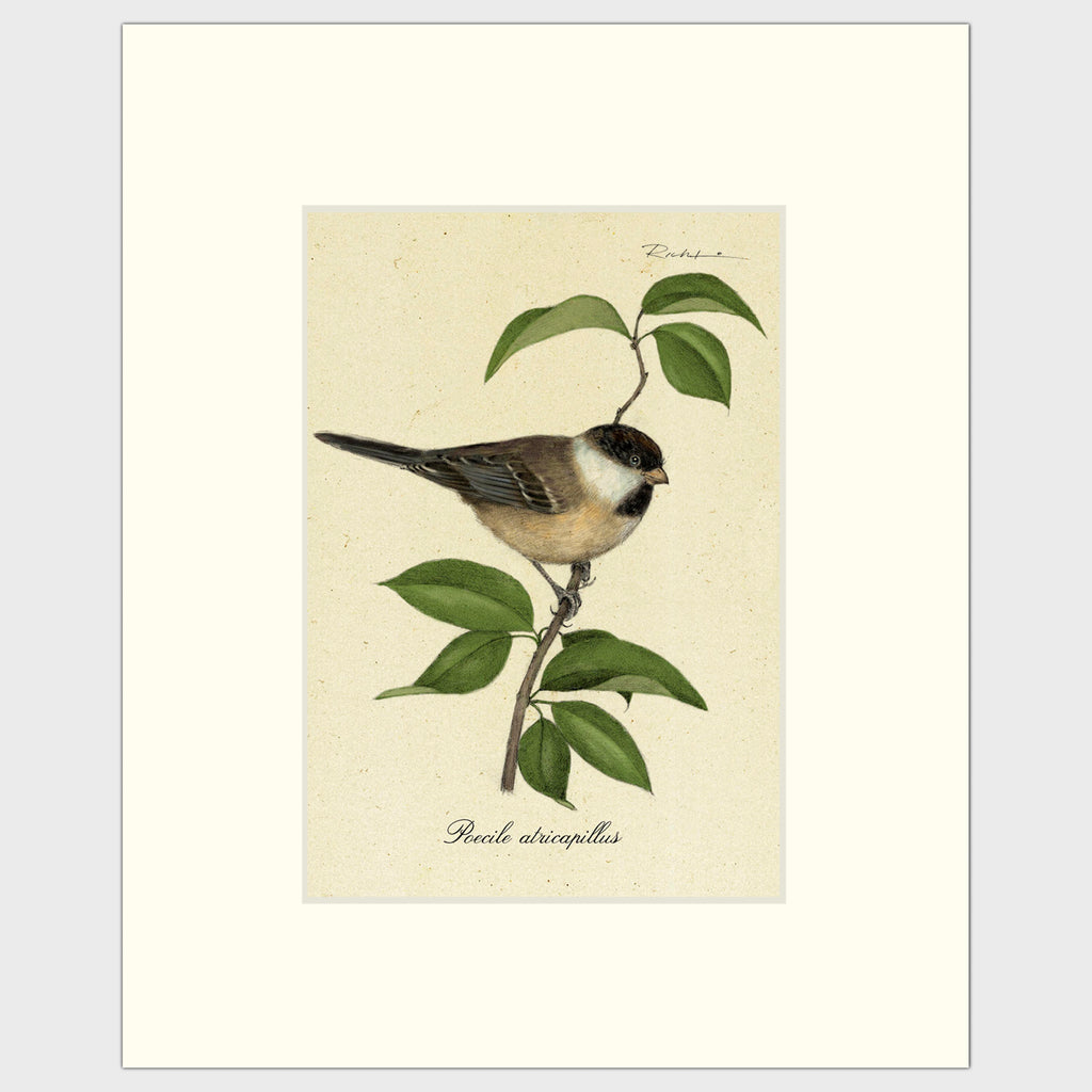 Art prints for sale-Traditional rendering of a black-capped chickadee resting on a branch