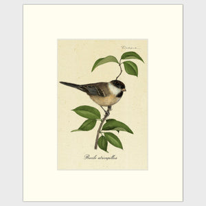Open image in slideshow, Art prints for sale-Traditional rendering of a black-capped chickadee resting on a branch
