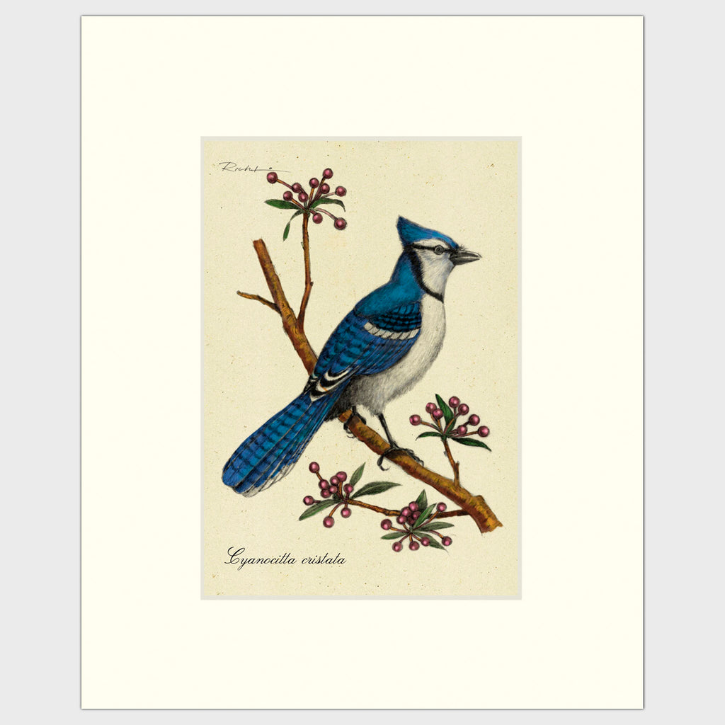 Art prints for sale-Traditional rendering of a bluejay on a branch with spring flower buds