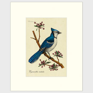 Open image in slideshow, Art prints for sale-Traditional rendering of a bluejay on a branch with spring flower buds
