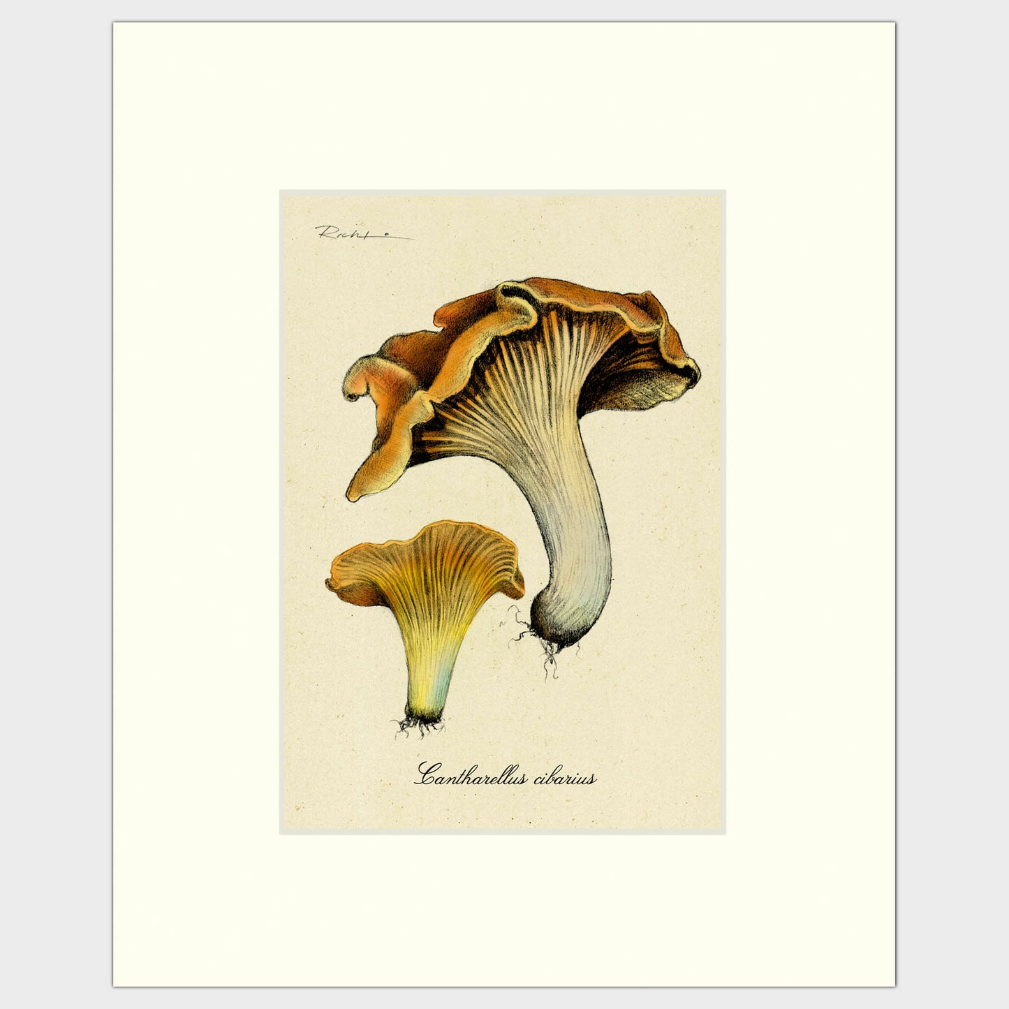 Chanterelle Mushrooms