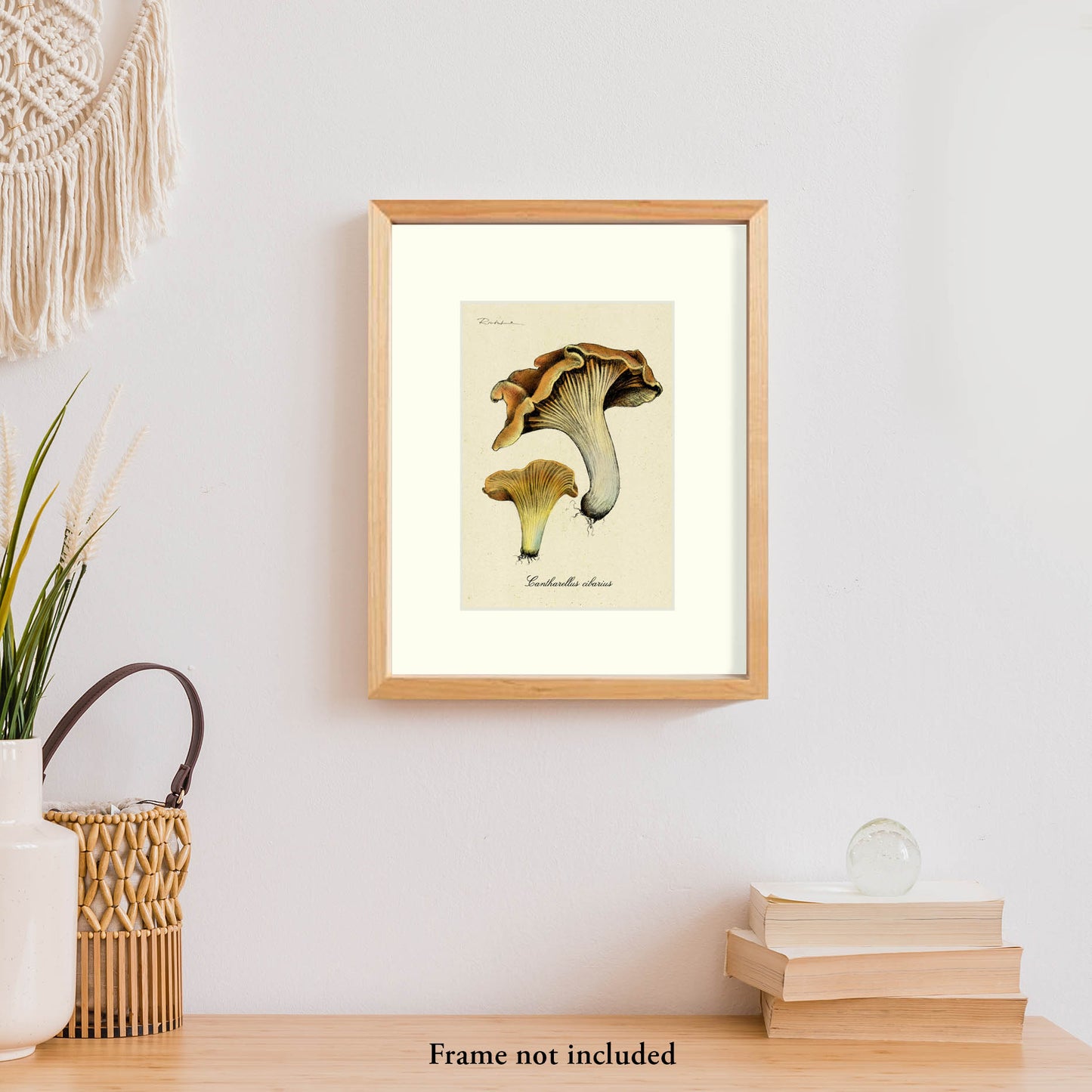 Chanterelle Mushrooms