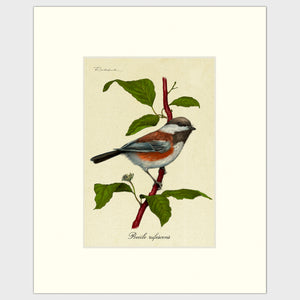 Open image in slideshow, Art prints for sale-Traditional rendering of a chestnut-backed chickadee perched on a dogwood branch
