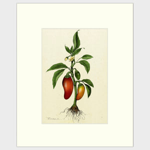 Open image in slideshow, Chili Pepper Plant
