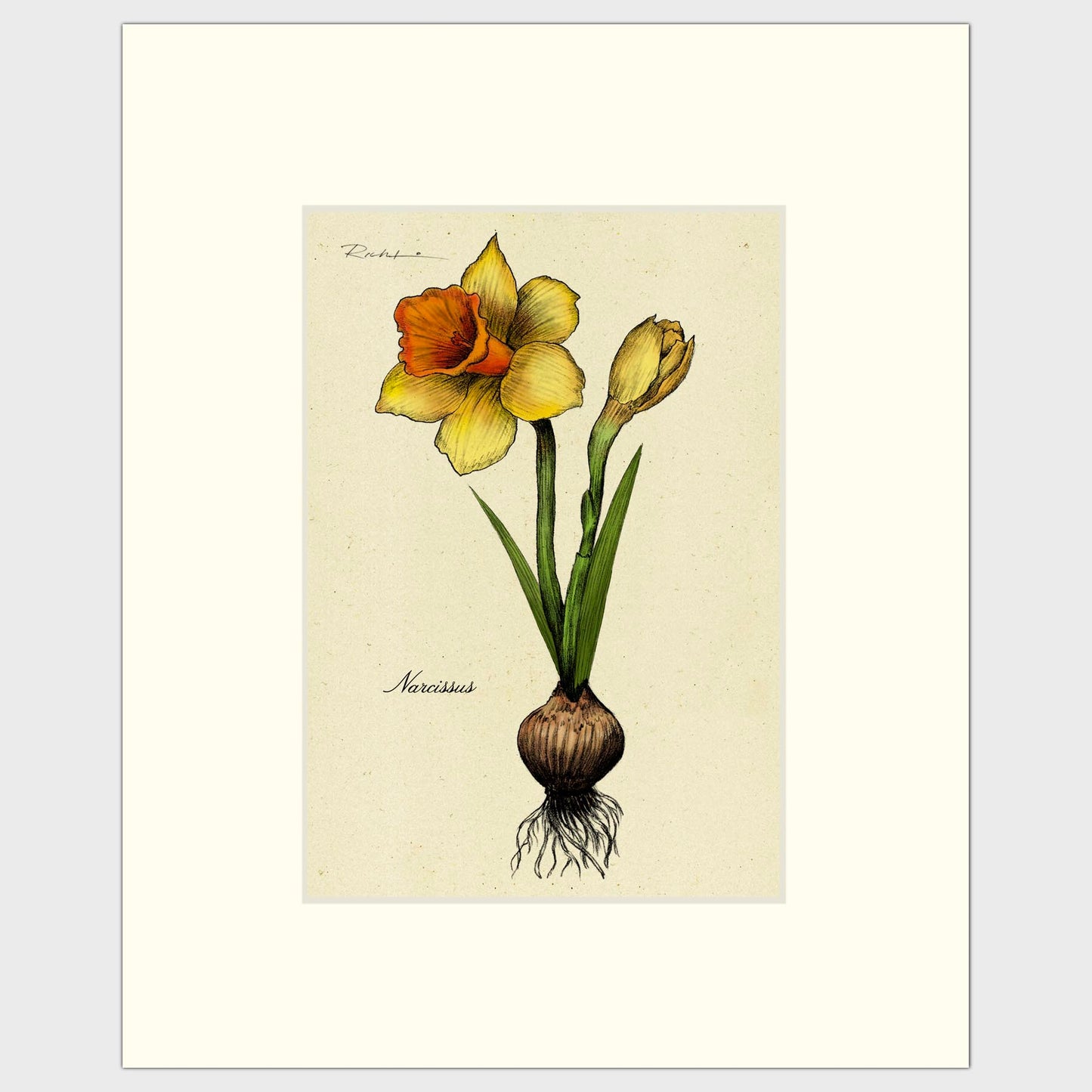 Daffodil