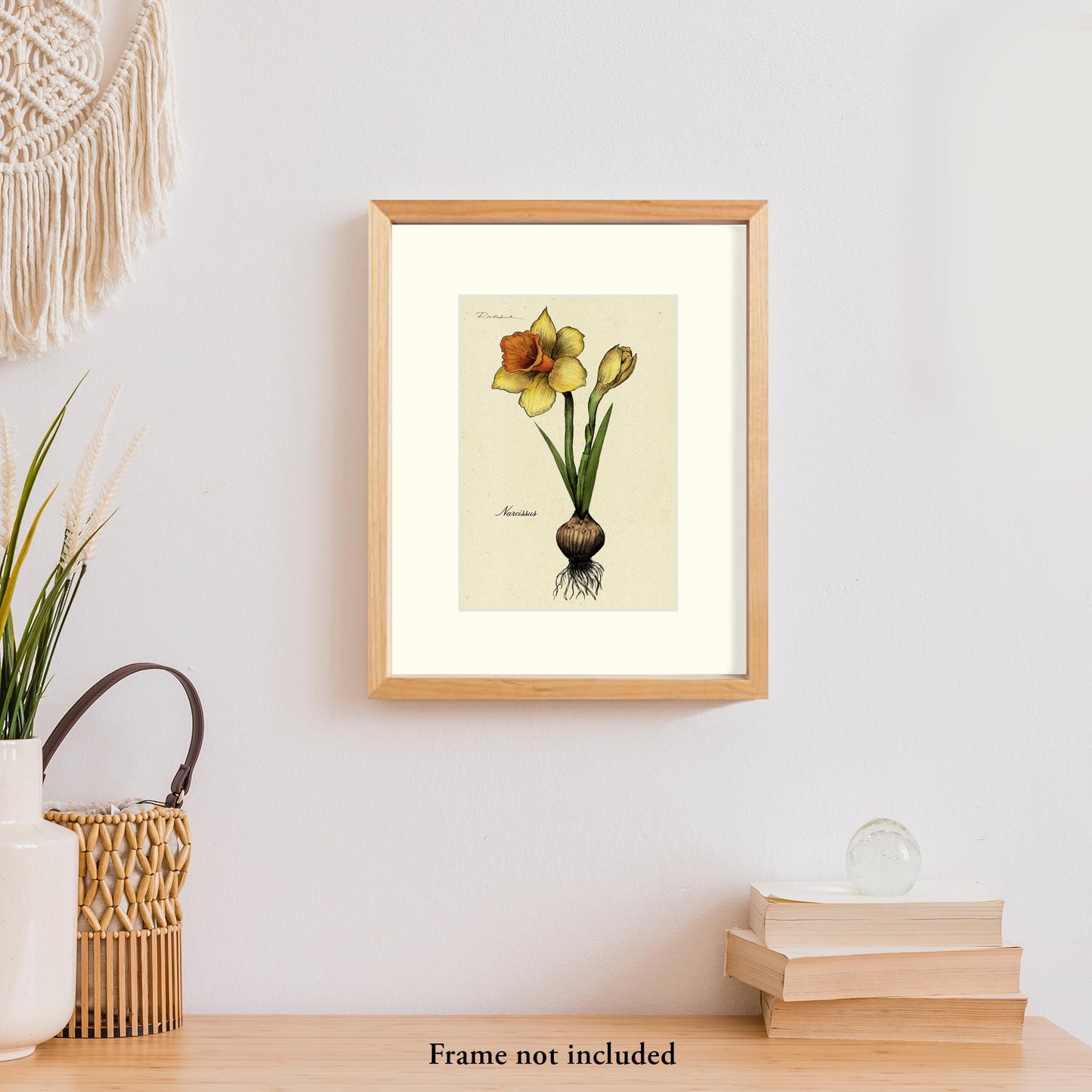 Daffodil