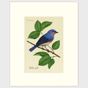 Open image in slideshow, Art prints for sale-Traditional rendering of an eastern bluebird perched on a branch of a mulberry tree
