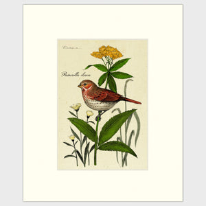 Open image in slideshow, Art prints for sale-Traditional rendering of a fox sparrow resting on a small plant
