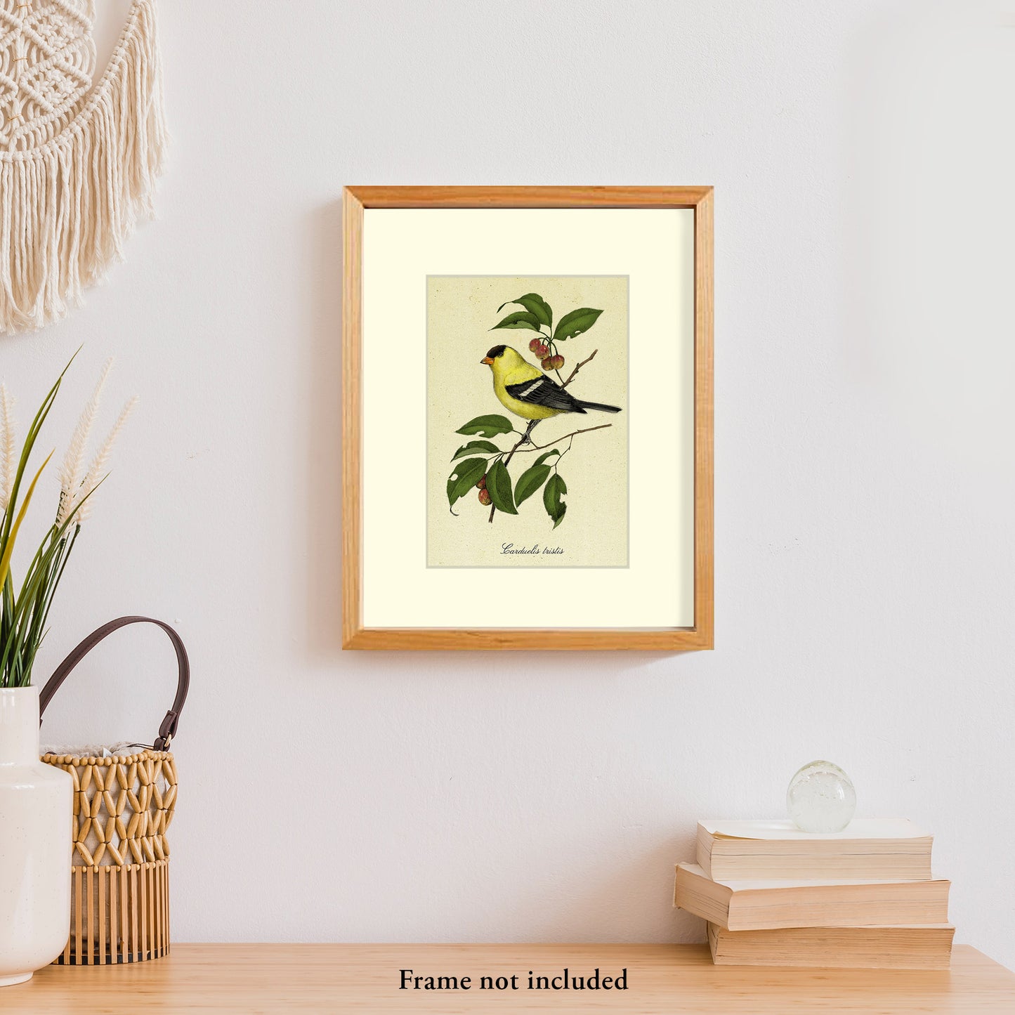 Golden Finch