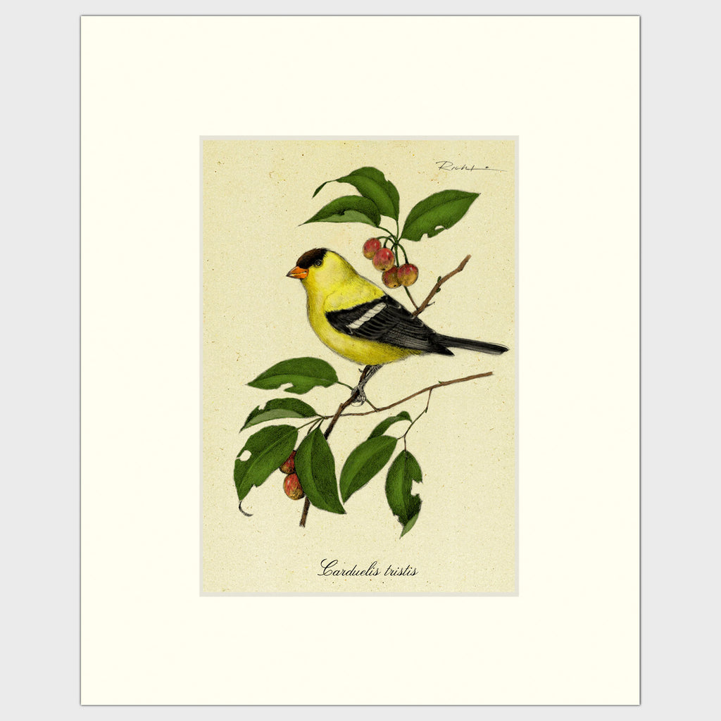 Art prints for sale-Traditional rendering of a golden finch perched on a branch of a crabapple tree