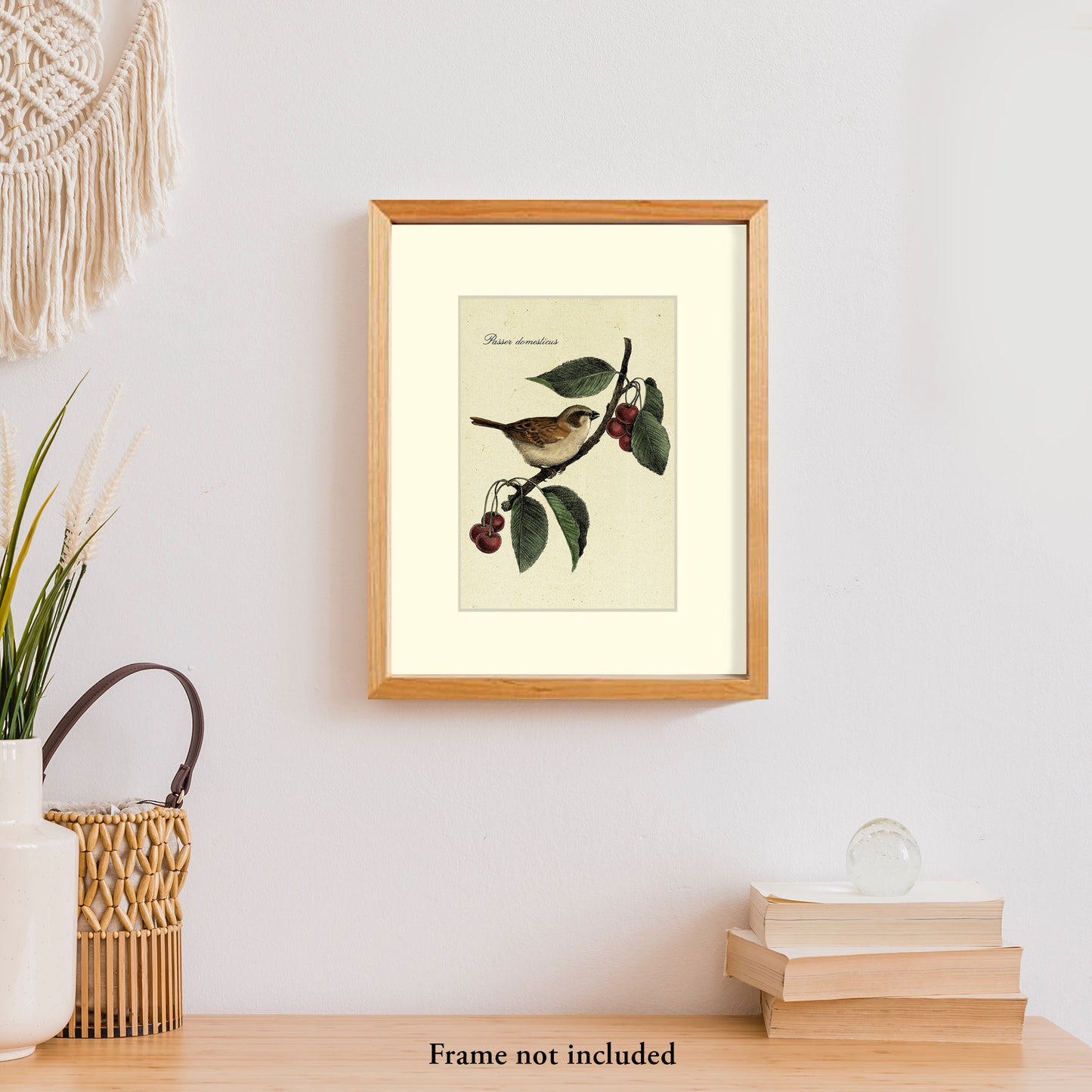 House Sparrow
