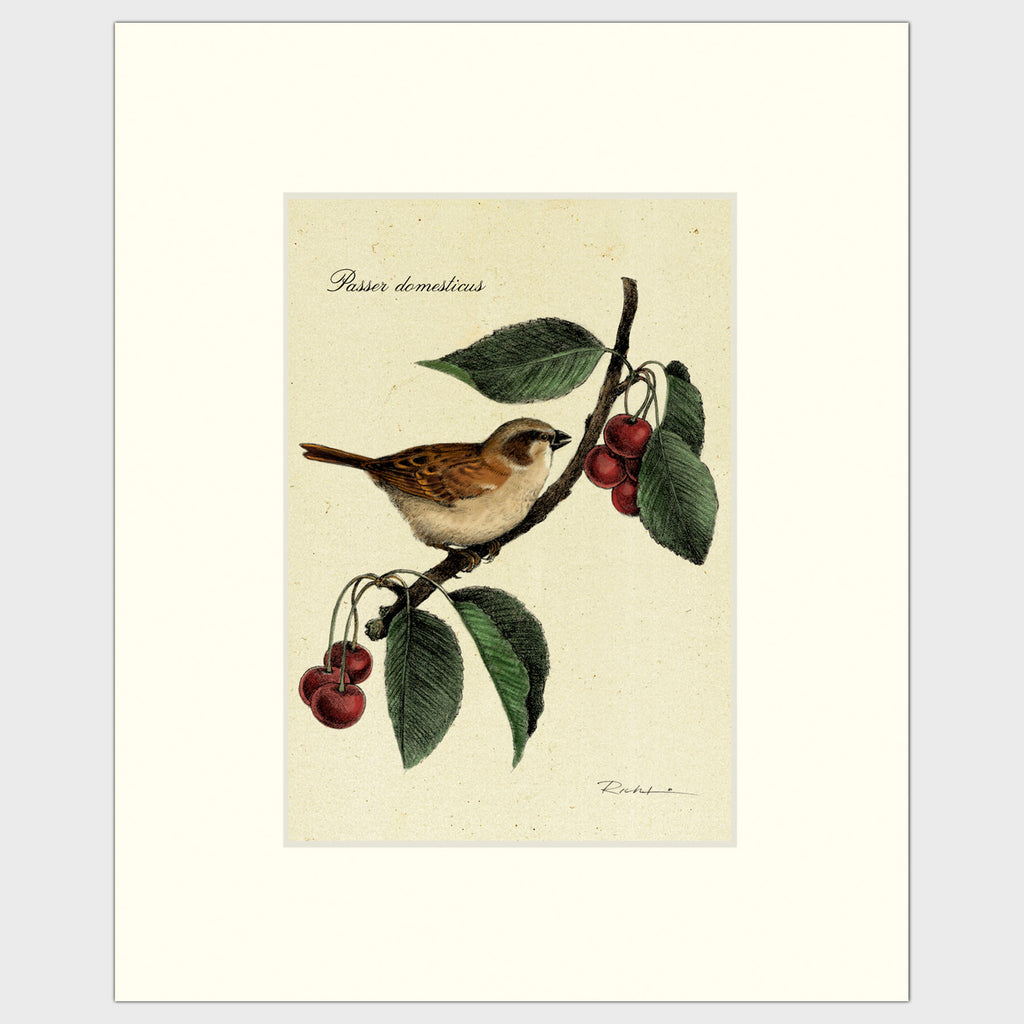 Art prints for sale-Traditional rendering of a house sparrow on a branch of a crabapple tree