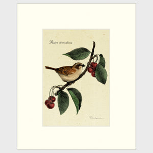 Open image in slideshow, Art prints for sale-Traditional rendering of a house sparrow on a branch of a crabapple tree
