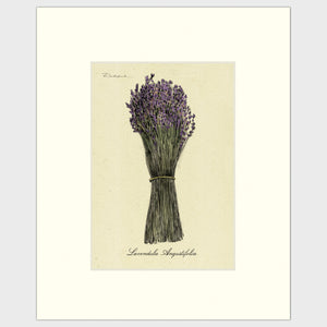 Open image in slideshow, Lavender
