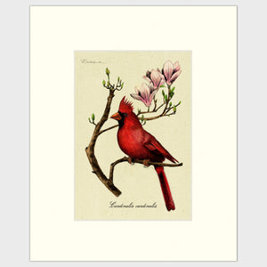 Open image in slideshow, Art prints for sale-Traditional rendering of a male cardinal sitting on a branch of a magnolia tree
