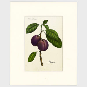 Open image in slideshow, Plums

