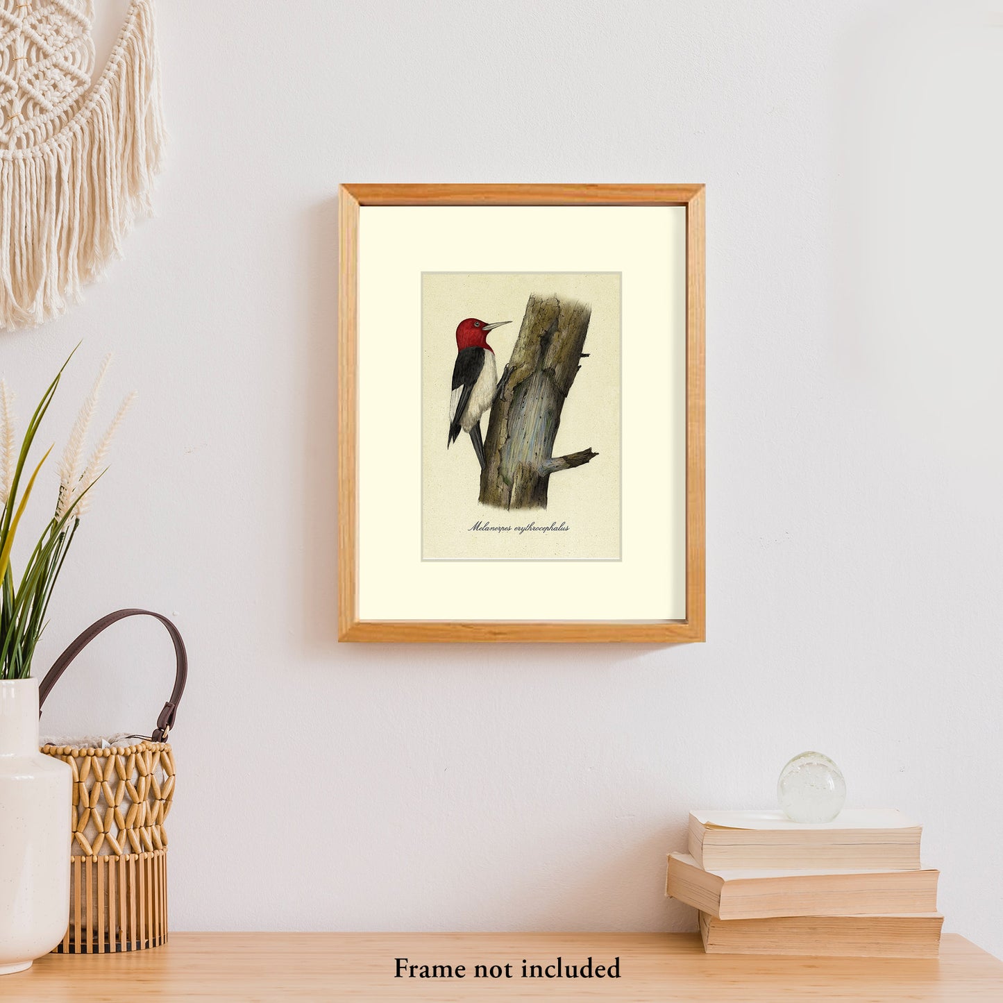 Red-headed Woodpecker