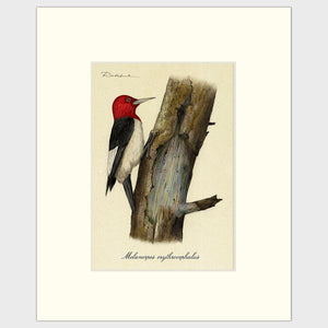 Open image in slideshow, Art prints for sale-Traditional rendering of a red-headed woodpecker on a dead tree looking for food
