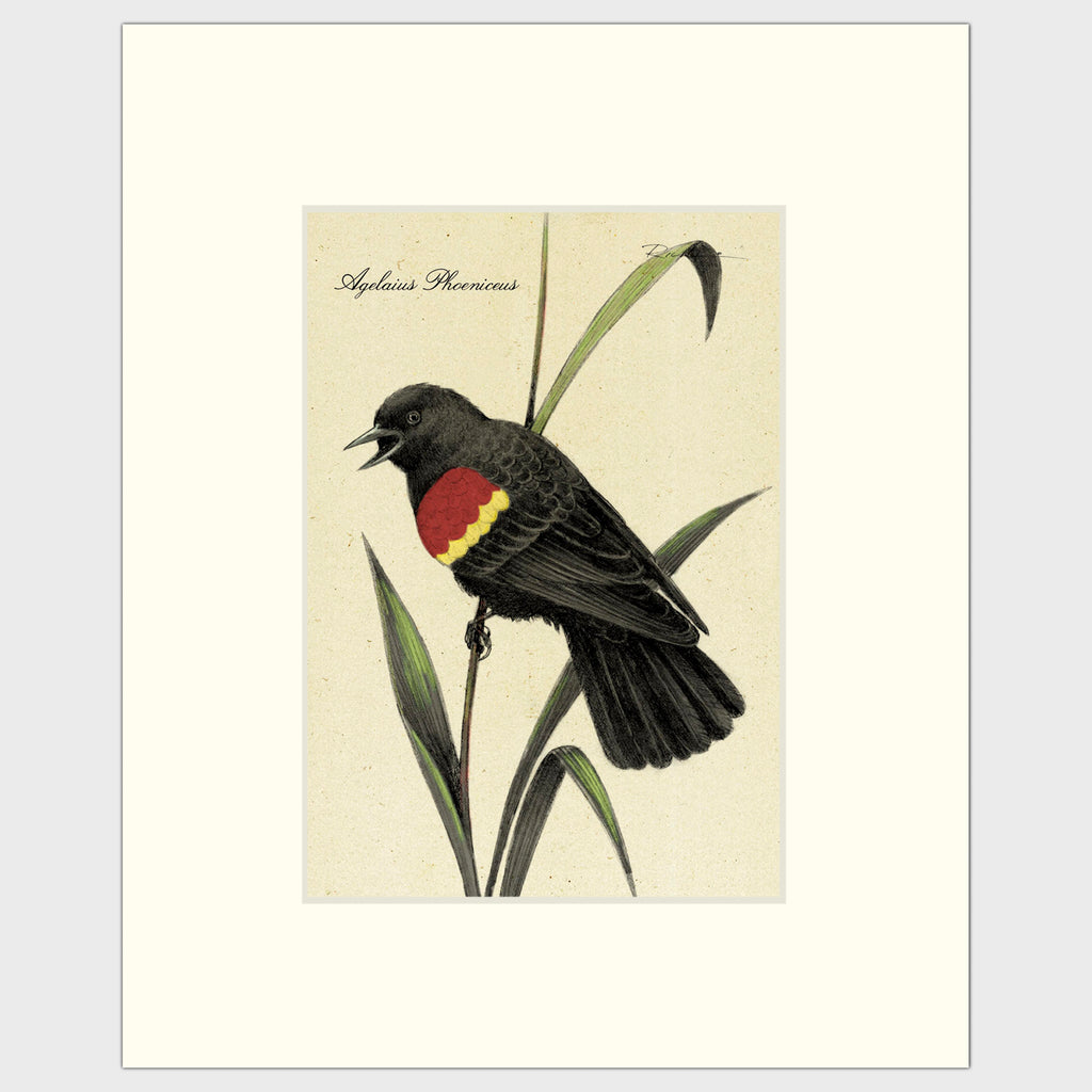 Art prints for sale-Traditional rendering of a red-winged blackbird calling